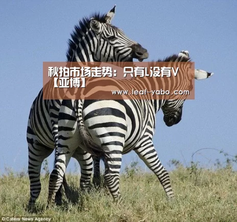 秋拍市场走势:只有L没有V【亚博】(图2) 亚博官网